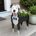 American Pit Bull Terrier dog planter filled with fresh flowers is placed in the garden