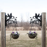 Hummingbird flying on branch metal hanging basket bracket mounted on outdoor wall for plant decoration